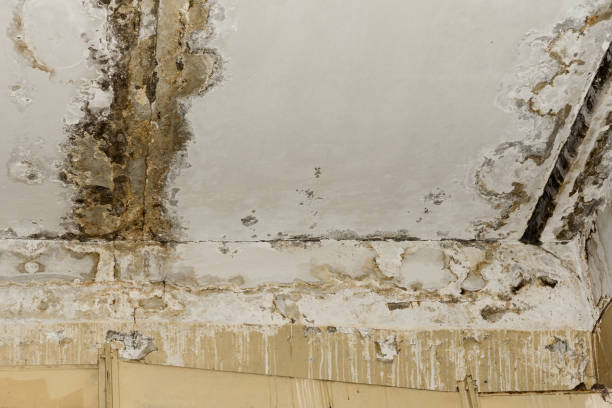 Reliable Slaughterville, OK Mold Removal Solutions